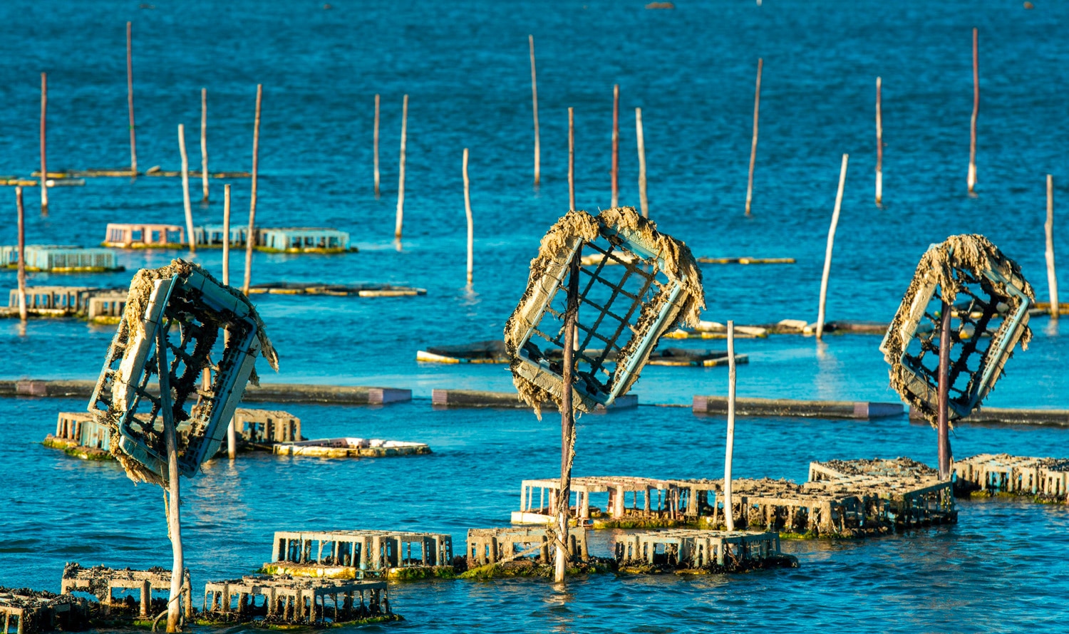 Cage à huites à l'ile de ré