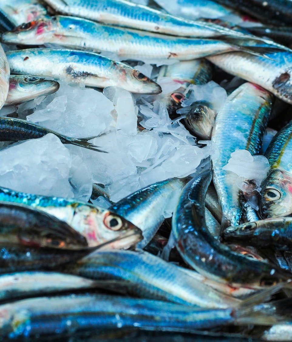 Poissons - Port de l'ile de Ré